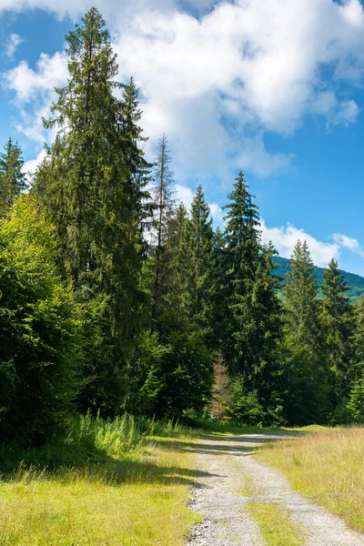 森の中の古い田舎道 道に沿って草を 山岳地帯の日当たりの良い夏の風景 — ストック写真