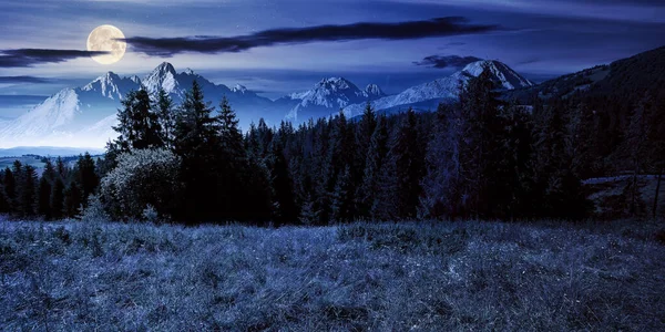 Составной Горный Пейзаж Летом Ночное Время Еловой Лес Долине Свете — стоковое фото