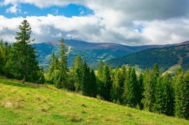 Çimenli yamaçtaki çim ormanı. Bulutlu bir yaz gününde Karpat Dağları manzarası