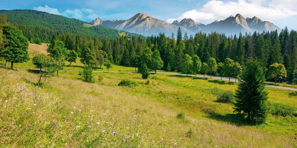 Sammansatt Bergslandskap Sommaren Granskog Nere Dalen Höga Toppar Stenig Tatraås — Stockfoto