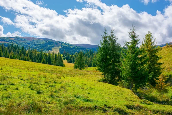 Hornatá Venkovská Krajina Slunečného Dne Smrkové Stromy Travnaté Louce Teplé — Stock fotografie