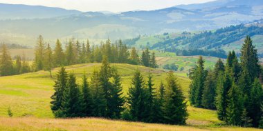 Tepeler ve çayırlardaki köknar ağaçları. Yaz mevsiminde dağ manzarası