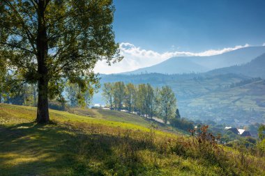 Çimenli tepedeki ağaçlar. Sonbaharın başlarında kırsal dağ manzarası. Aydınlık bir sabahta harika bir doğa manzarası. Uzak vadideki köy. geri dönüş ülke konsepti