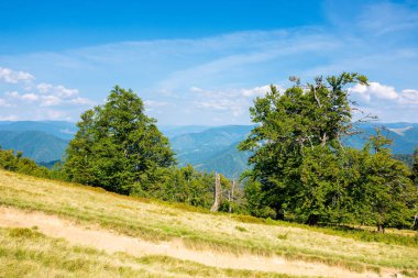 Çimenli çayırdaki kayın ağaçları. Sonbaharın başlarında aydınlık bir öğleden sonra dağ manzarası. Güneşli havalarda harika bir arka plan. geri dönüş ülke konsepti