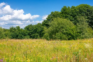 Kayın ormanlarının arasında çimenli bir açıklık. Yazın güneşli doğa manzarası. Mavi gökyüzünde kabarık bulutlu manzara