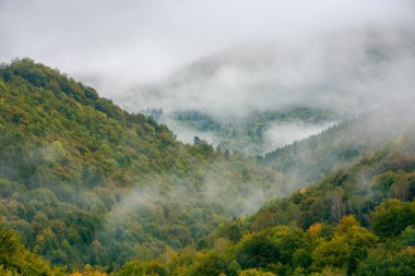 Sis ormanın üzerinde yükseliyor. Bulutlu gökyüzü ile karamsar doğa arka planı. Sonbaharın başlarında Karpatlar 'ın kırsal kesimlerinde soğuk sis. Dik tepelerde yaprak döken ağaçlar. gizemli dağ manzarası