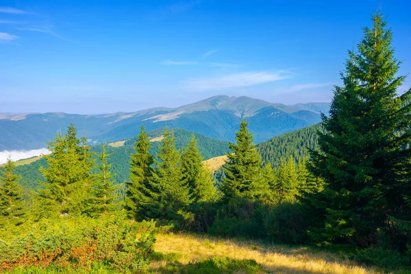 Las Iglasty Stromym Wzgórzu Widok Odległą Dolinę Mgłą Grzbietem Svydovets — Zdjęcie stockowe