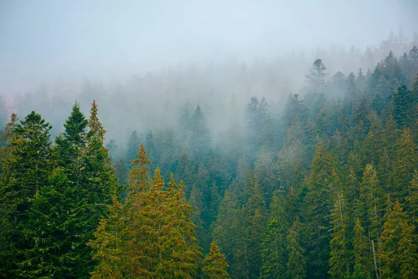 Scenario Nebbioso Della Natura Foresta Conifere Una Fredda Mattina Autunno — Foto Stock