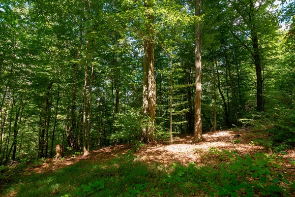 Bosque Hayas Hoja Caduca Verano Hermoso Fondo Naturaleza Día Soleado —  Fotos de Stock