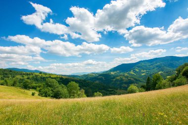 Dağlardaki karpatya kırsal arazisi. Otlar ve otlar çayırlarda, tepelerdeki ağaçlar vadiye doğru yuvarlanıyor. Güneşli bir günde, gökyüzünde kabarık bulutlarla güzel bir yaz manzarası.