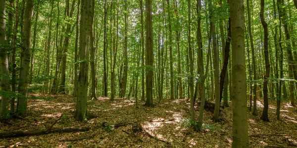 Bosque Denso Hayas Verano Hermoso Entorno Natural Día Soleado Árboles —  Fotos de Stock