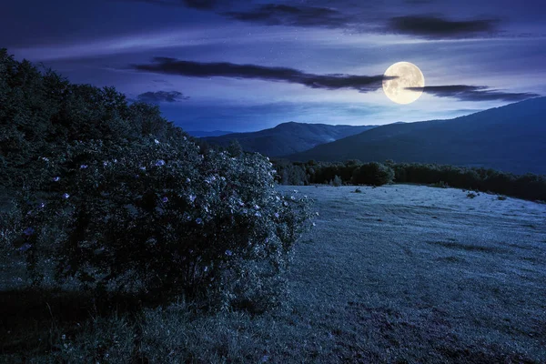 夜深人静时 在山中的草地上 长满了绿草 夏日喀尔巴阡山乡村 月圆之夜 山上的玫瑰花丛 远处的山毛榉林 蓝天上的云彩 — 图库照片