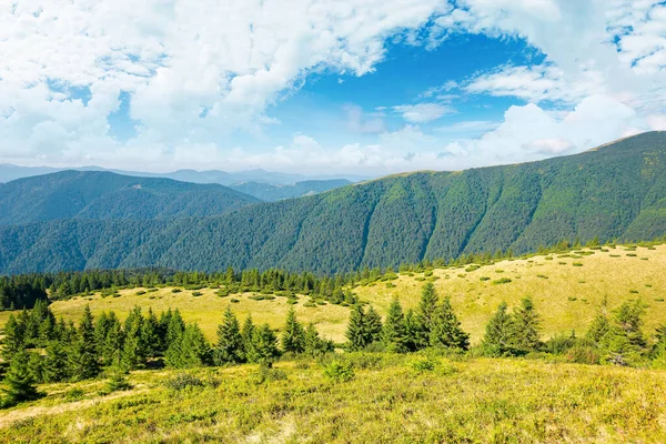 Karpatská Horská Krajina Létě Krásná Krajina Stromy Travnatých Alpských Loukách — Stock fotografie