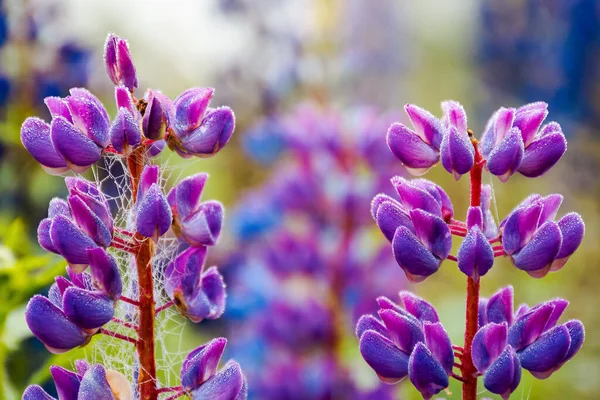 Çiy Içinde Mor Lupin Çiçekleri Güzel Sisli Bir Sabahta Doğanın — Stok fotoğraf