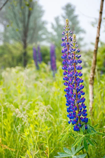 Çiy Içinde Mor Lupin Çiçekleri Güzel Sisli Bir Sabahta Doğanın — Stok fotoğraf