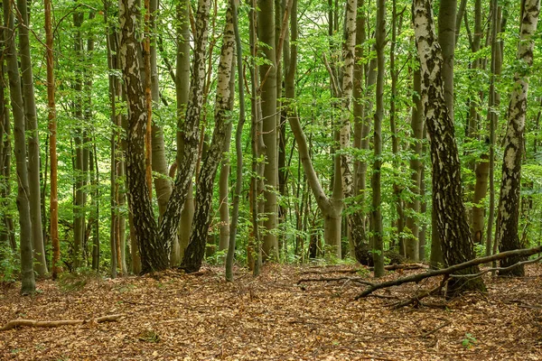 Buková Lesní Krajina Létě Krásná Příroda Venku Slunečného Dne Vysoké — Stock fotografie