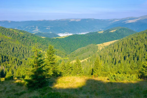 Nadelwald Auf Dem Steilen Hügel Blick Ins Ferne Tal Mit — Stockfoto