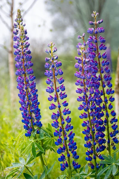 Çiy Içinde Mor Lupin Çiçekleri Güzel Sisli Bir Sabahta Doğanın — Stok fotoğraf