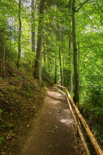 Sentier Travers Forêt Paysages Naturels Merveilleux Été Temps Ensoleillé Dans — Photo