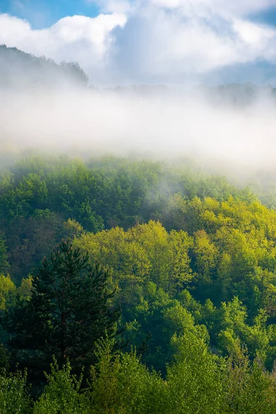 Bosque Niebla Mañana Hermoso Paisaje Natural Temporada Verano Fondo Naturaleza —  Fotos de Stock