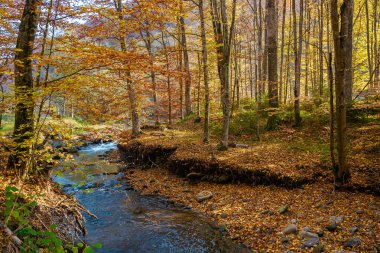 Ormandaki dağ nehri. Renkli yaprakları olan güzel bir sonbahar manzarası. Sabah ışığında doğa manzarası.