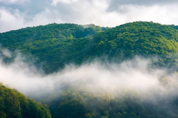 forest in the morning mist. beautiful nature scenery in summer season. green nature background in dramatic weather