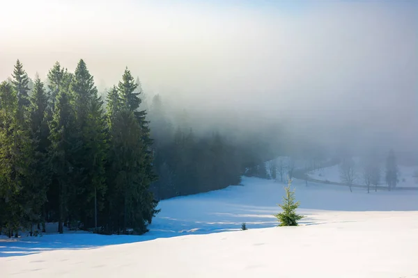 Ели Утреннем Тумане Очаровательные Зимние Природные Пейзажи Свет Сквозь Туман — стоковое фото