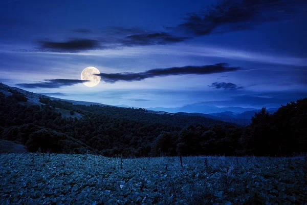 Hermoso Campo Ucraniano Por Noche Prados Herbosos Colinas Bajo Cielo —  Fotos de Stock