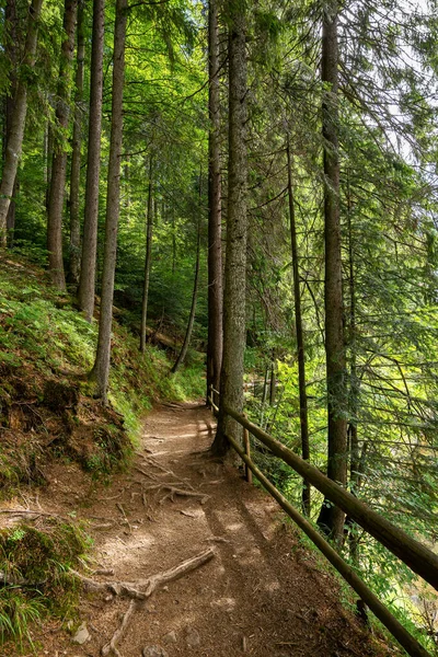 Spoor Door Het Bos Prachtige Natuur Zomer Prachtig Zonnig Weer — Stockfoto