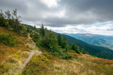 Dramatik havada dağ manzarası. Sonbaharda güzel bir Karpatya kırsalı. Renkli çayırlarda benekli ışıkta kozalaklı ağaçlar. Uzakta kırsal vadi var. Gökyüzünde bulutlu