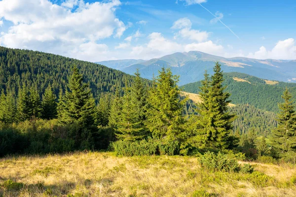 Idylliczna Sceneria Górska Świetle Poranka Wiecznie Zielone Drzewa Stromych Wzgórzach — Zdjęcie stockowe