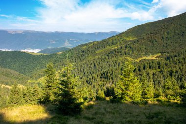 Sabah ışığında güzel bir dağ manzarası. Dik tepelerdeki kozalaklı orman. Karpatların harika yaz manzarası. Mavi gökyüzünde muhteşem bulutlar var.
