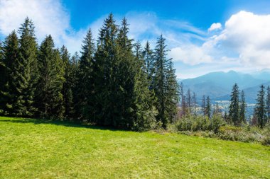 Çimenli yamaçtaki çim ormanı. Dağlardaki güzel doğa manzarası. Uzak tepenin üstündeki mavi gökyüzünde kabarık bulutlu yaz manzarası. taşra kavramını keşfet