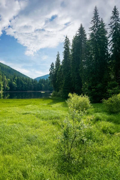 シネビル国立公園の湖の風景です カルパチア山脈の美しい夏の風景 ウクライナの人気のある旅行先 晴れた日の針葉樹林の中で空に雲が立ち — ストック写真
