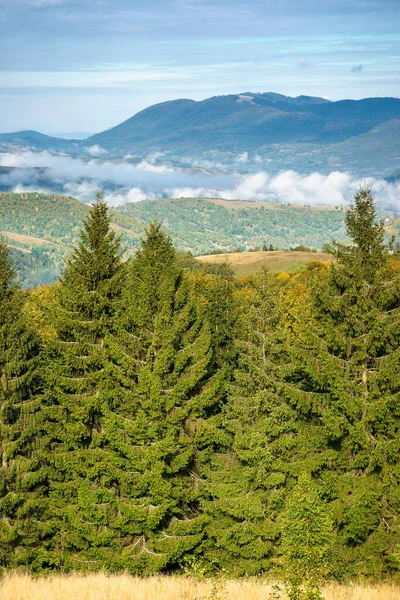 Bela Paisagem Matinal Montanha Floresta Nas Colinas Cenário Outono Deslumbrante — Fotografia de Stock