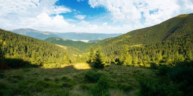 Sabah ışığında güzel bir dağ manzarası. Dik tepelerdeki kozalaklı orman. Karpatların harika yaz manzarası. Mavi gökyüzünde muhteşem bulutlar var.