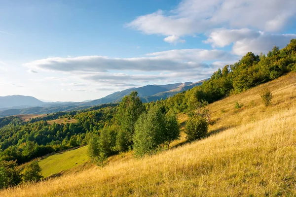 Rural Landscape Evening Light Beautiful Countryside Scenery Carpathian Mountains Trees — Stock Photo, Image