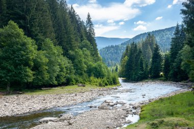 Dağ nehri ormanlık vadiden geçiyor. Bir yaz günü kırsal alan manzarası. Sahildeki ağaçlar ve taşlar. Düşük miktarda suyla ekoloji problemi. akarsu sığlığı veya kuraklık kavramı