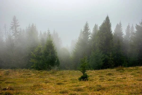 Neblige Naturkulisse Morgen Fichtenwald Auf Dem Grashügel Geheimnisvolle Atmosphäre — Stockfoto