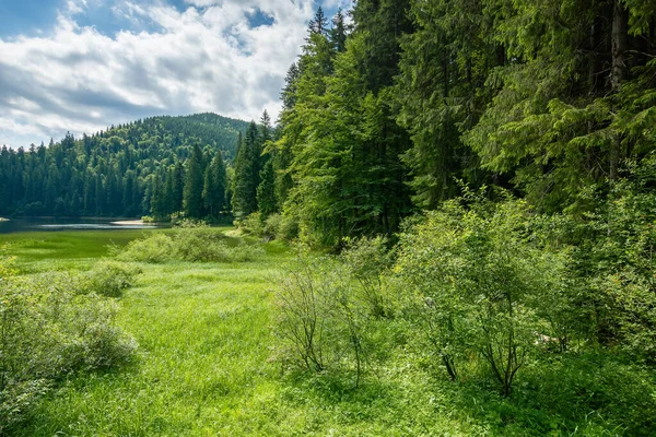 Krajobraz Jeziorem Synevyr Park Narodowy Piękne Letnie Krajobrazy Karpat Popularne — Zdjęcie stockowe