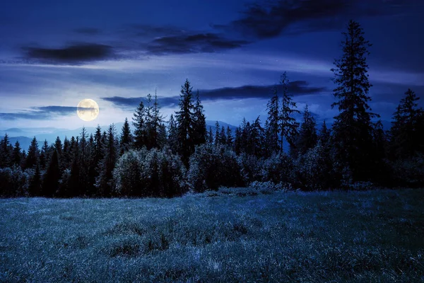 夜には草の丘の中腹にトウヒの森 山の中の美しい自然景観 満月の光の中で遠くの尾根の上に暗い空と夏の風景 バックカントリーの概念を — ストック写真