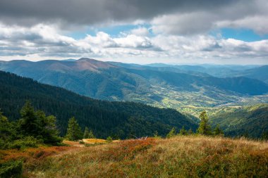 Dramatik havada dağ manzarası. Sonbaharda güzel bir Karpatya kırsalı. Renkli çayırlarda benekli ışıkta kozalaklı ağaçlar. Uzakta kırsal vadi var. Gökyüzünde bulutlu