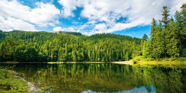 Ladin Ormanı 'nın ortasındaki göl. Su yüzeyine yansıyan ağaçlar. Aydınlık, güneşli bir günde, gökyüzünde kabarık bulutlarla harika bir yaz manzarası.