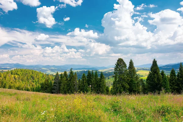 Les Travnatém Kopci Krásná Venkovská Krajina Karpatských Hor Létě Jasné — Stock fotografie