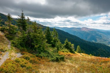 Dramatik havada dağ manzarası. Sonbaharda güzel bir Karpatya kırsalı. Renkli çayırlarda benekli ışıkta kozalaklı ağaçlar. Uzakta kırsal vadi var. Gökyüzünde bulutlu