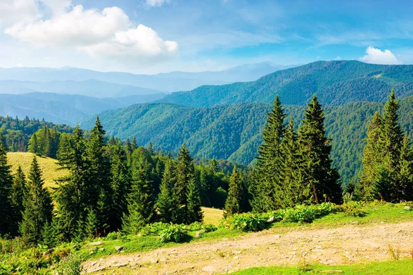 Sunny Summer Landscape Carpathian Mountains Forest Meadows Hills Rolling Distant — Stock Photo, Image