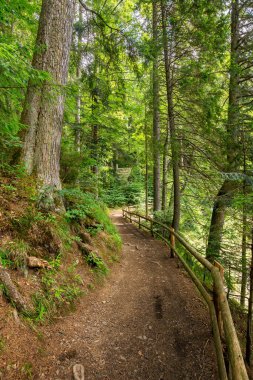Parkta iz var. Yazın güzel doğa manzarası. Öğleden sonra güneşli bir hava. Açık hava aktiviteleri için harika bir yer.