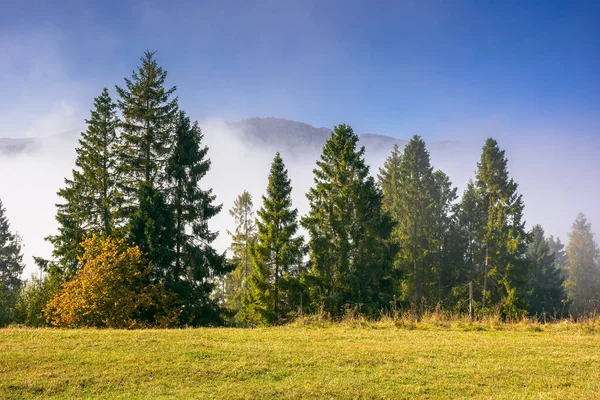 Bosque Coníferas Colina Paisaje Naturaleza Una Mañana Niebla Brillante Hermoso — Foto de Stock