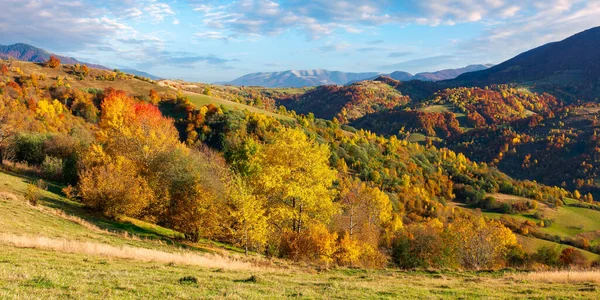 喀尔巴阡山脉秋天的乡村 夜光中美丽的风景 五彩缤纷的树叶丛生的树木 起伏的山丘上的田野 远处的山脊 在天空的云彩下 — 图库照片