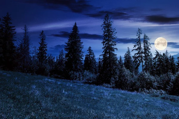 青草丛中的云杉林 高山上美丽的自然景观 夏日的风景 漆黑的天空在遥远的山脊之上 满月的光芒 探索内地概念 — 图库照片